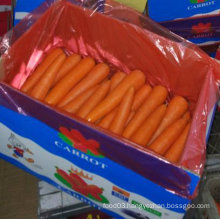 Top Quality of Fresh Chinese Carrot